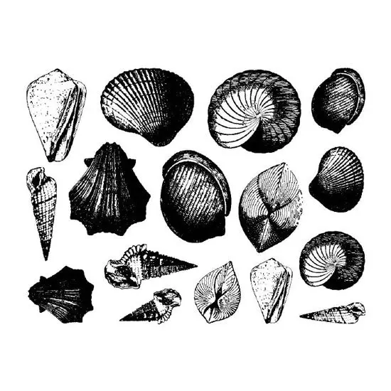 Seashell-Themed Transfer Decals For Enamel, Ceramic & Glass Projects 1
