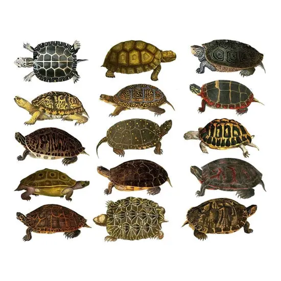 Tropical Land Turtle Decals For Enamel, Ceramic, And Glass Artwork 1