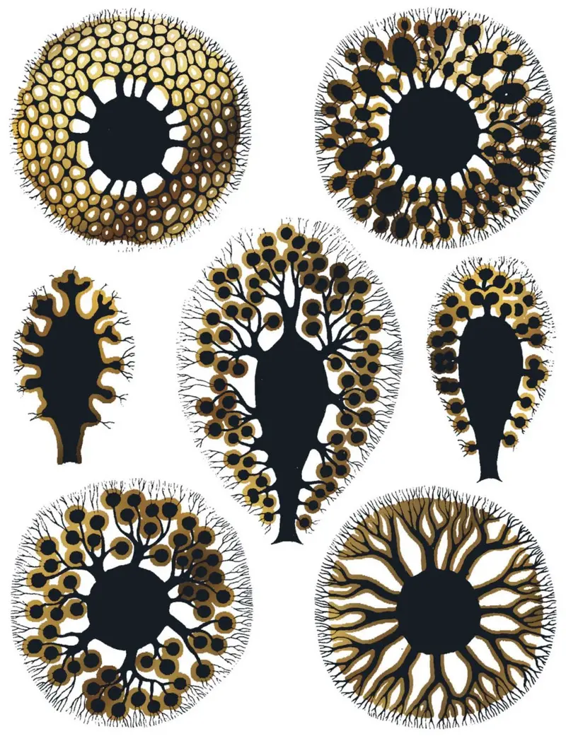 Two-Tone Sea Anemone Enamel, Ceramic & Glass Decals 1
