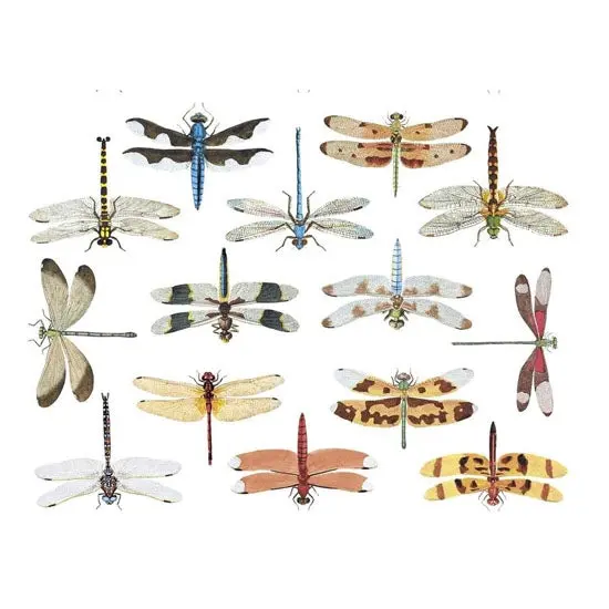 Vibrant Transparent Dragonfly Decals For Enamel, Ceramic & Glass 1